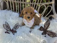 Bailey , a female Cavapoo for sale in Los Angeles, CA – 4 of 4
