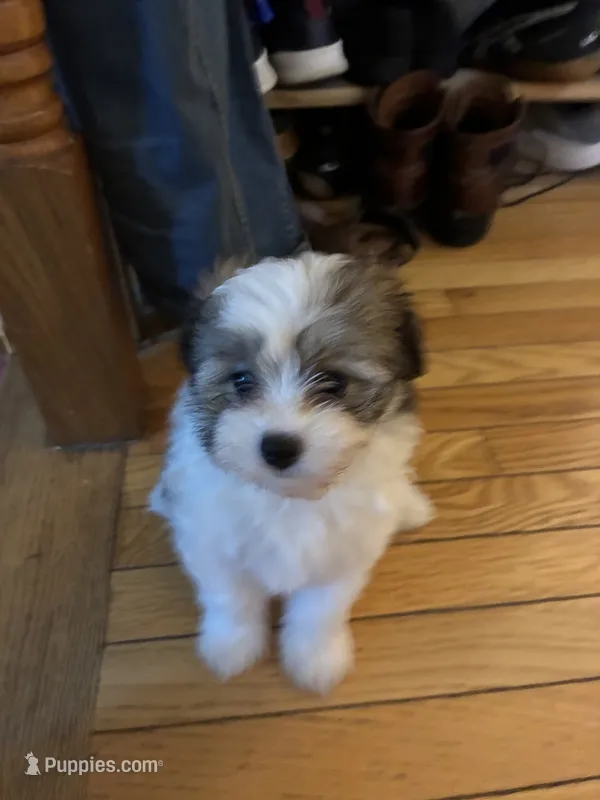 Luna  – Pomeranian, Shih Tzu puppy for sale in Silver Spring, MD