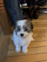 Luna , a female Pomeranian and Shih Tzu for sale in Silver Spring, MD – 1 of 1