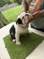 uno, a male English Bulldog for sale in springfield ohio, SPRINGFIELD OHIO – 5 of 6