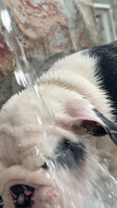 uno, a male English Bulldog for sale in springfield ohio, SPRINGFIELD OHIO – 6 of 6