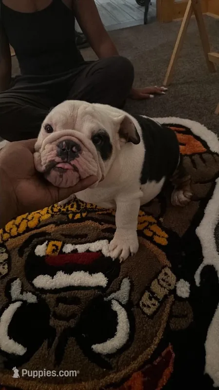 uno, a male English Bulldog for sale in springfield ohio, SPRINGFIELD OHIO – 1 of 6