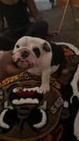 uno, a male English Bulldog for sale in springfield ohio, SPRINGFIELD OHIO – 1 of 6