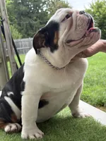 uno, a male English Bulldog for sale in springfield ohio, SPRINGFIELD OHIO – 3 of 6
