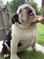 uno, a male English Bulldog for sale in springfield ohio, SPRINGFIELD OHIO – 4 of 6