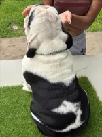 uno, a male English Bulldog for sale in springfield ohio, SPRINGFIELD OHIO – 2 of 6