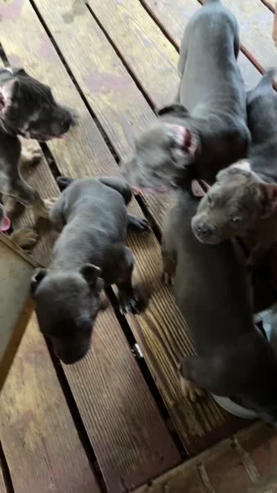 Marlow, a male Cane Corso for sale in Lexington, SC – 10 of 10