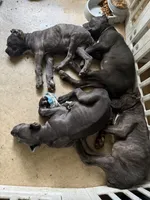 Marlow, a male Cane Corso for sale in Lexington, SC – 7 of 10