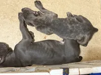 Marlow, a male Cane Corso for sale in Lexington, SC – 6 of 10