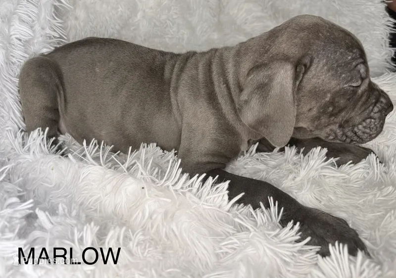 Marlow – Cane Corso puppy for sale in Lexington, SC