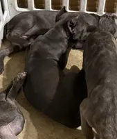 Marlow, a male Cane Corso for sale in Lexington, SC – 4 of 10