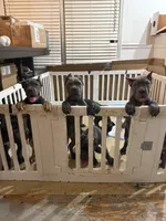Marlow, a male Cane Corso for sale in Lexington, SC – 5 of 10