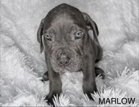 Marlow, a male Cane Corso for sale in Lexington, SC – 3 of 10