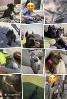 Marlow, a male Cane Corso for sale in Lexington, SC – 2 of 10