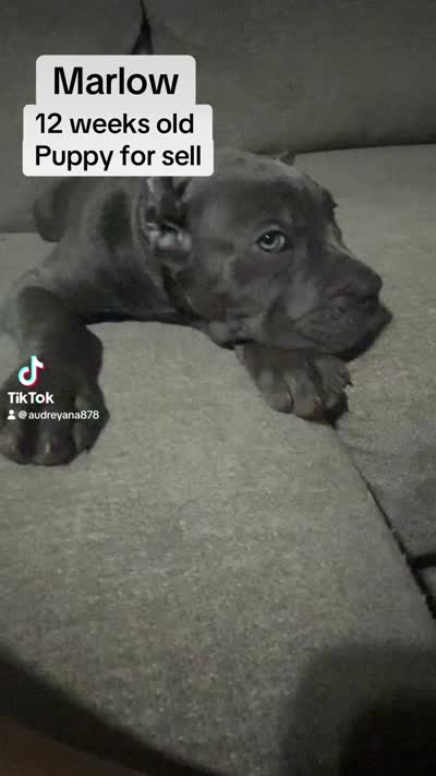 Marlow, a male Cane Corso for sale in Lexington, SC – 9 of 10