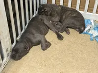 Marlow, a male Cane Corso for sale in Lexington, SC – 8 of 10