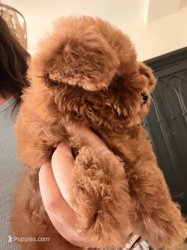 Chili – Poodle - Toy  puppy for sale in Black Canyon City, AZ