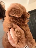 Chili, a female Poodle - Toy  for sale in Black Canyon City, AZ – 1 of 2