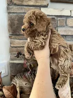 Mick, a male Poodle - Toy  for sale in Black Canyon City, AZ – 2 of 2