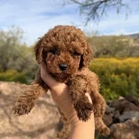 Chucks , a male Poodle - Toy  for sale in Black Canyon City, AZ – Photo 2 of 3