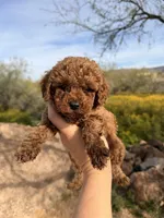 Chucks , a male Poodle - Toy  for sale in Black Canyon City, AZ – Photo 2 of 3