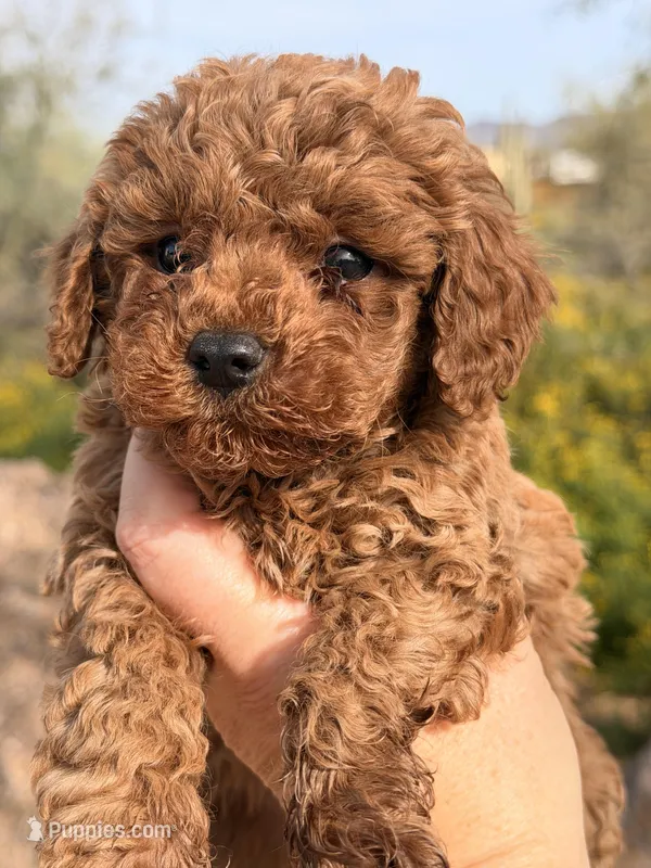 Chucks , a male Poodle - Toy  for sale in Black Canyon City, AZ – Photo 1 of 3