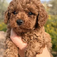 Chucks , a male Poodle - Toy  for sale in Black Canyon City, AZ – Photo 1 of 3