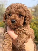 Chucks , a male Poodle - Toy  for sale in Black Canyon City, AZ – Photo 1 of 3