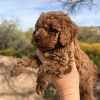 Chucks , a male Poodle - Toy  for sale in Black Canyon City, AZ – Photo 3 of 3