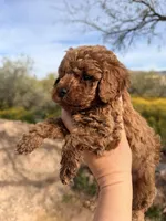 Chucks , a male Poodle - Toy  for sale in Black Canyon City, AZ – Photo 3 of 3