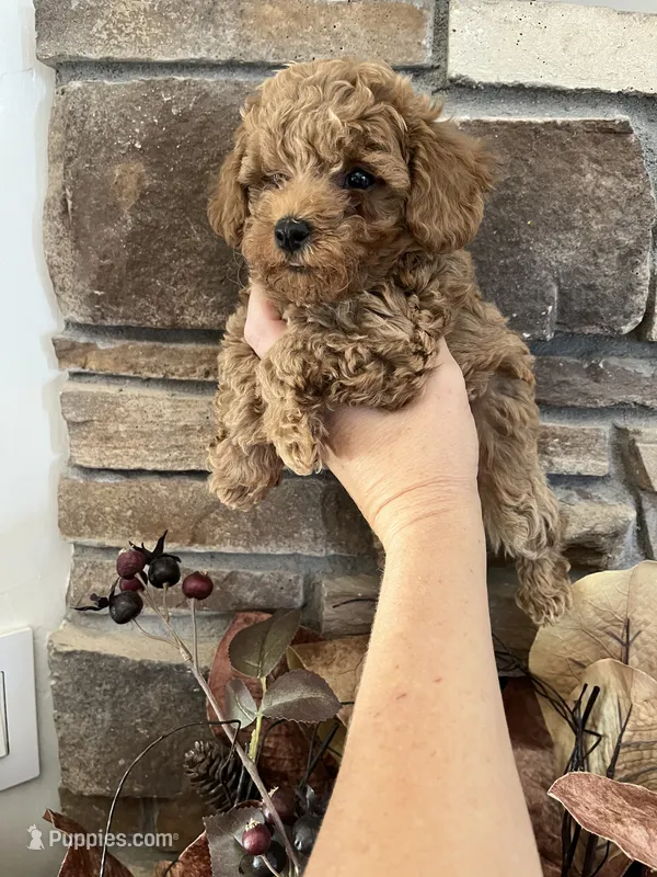 Mick, a male Poodle - Toy  for sale in Black Canyon City, AZ – 1 of 2