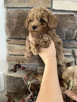 Mick, a male Poodle - Toy  for sale in Black Canyon City, AZ – 1 of 2