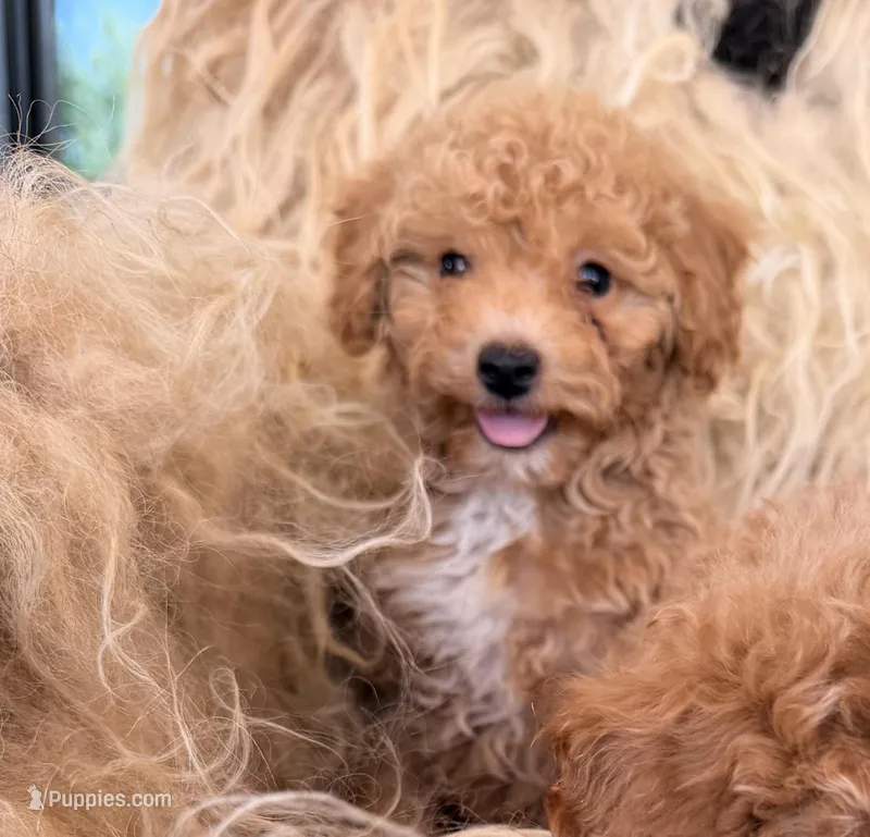 Cheeto – Poodle - Toy  puppy for sale in Black Canyon City, AZ