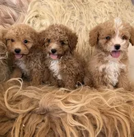 Cheeto, a male Poodle - Toy  for sale in Black Canyon City, AZ – Photo 2 of 2