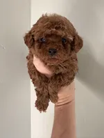 Riley Tcup, a male Poodle - Toy  for sale in Black Canyon City, AZ – Photo 1 of 2