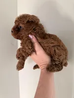 Riley Tcup, a male Poodle - Toy  for sale in Black Canyon City, AZ – Photo 2 of 2