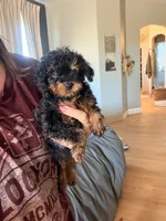 Genesis, a female Poodle - Toy  for sale in Black Canyon City, AZ – 2 of 2