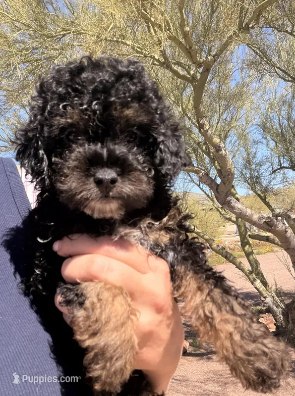 Jomax  – Poodle - Toy  puppy for sale in Black Canyon City, AZ
