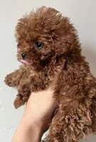 TCP Chili, a female Poodle - Toy  for sale in Black Canyon City, AZ – 1 of 3