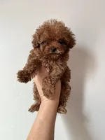 TCP Chili, a female Poodle - Toy  for sale in Black Canyon City, AZ – 2 of 3