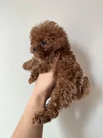 TCP Chili, a female Poodle - Toy  for sale in Black Canyon City, AZ – 3 of 3