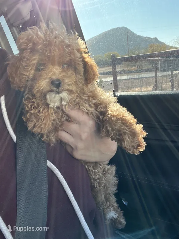 Simon  – Poodle - Toy  puppy for sale in New River, AZ