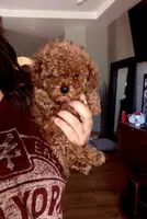 Teeny Minnie , a female Poodle - Toy  for sale in Black Canyon City, AZ – 1 of 2