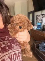 Teeny Minnie , a female Poodle - Toy  for sale in Black Canyon City, AZ – 2 of 2