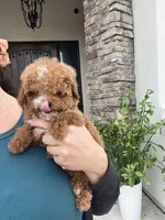 Churro, a female Poodle - Toy  for sale in Black Canyon City, AZ – 1 of 3