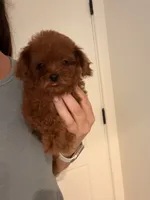 Chili, a female Poodle - Toy  for sale in Black Canyon City, AZ – 2 of 2