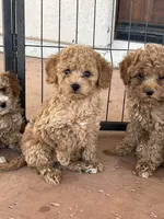 Diego, a male Poodle - Toy  for sale in Black Canyon City, AZ – 2 of 2