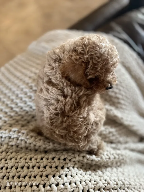 Daisy – Poodle - Toy  puppy for sale in Black Canyon City, AZ