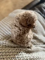Daisy, a female Poodle - Toy  for sale in Black Canyon City, AZ – 1 of 2