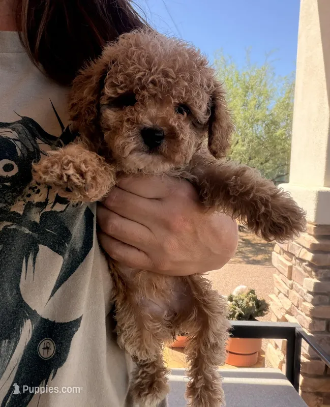 Mimi – Poodle - Toy  puppy for sale in Black Canyon City, AZ